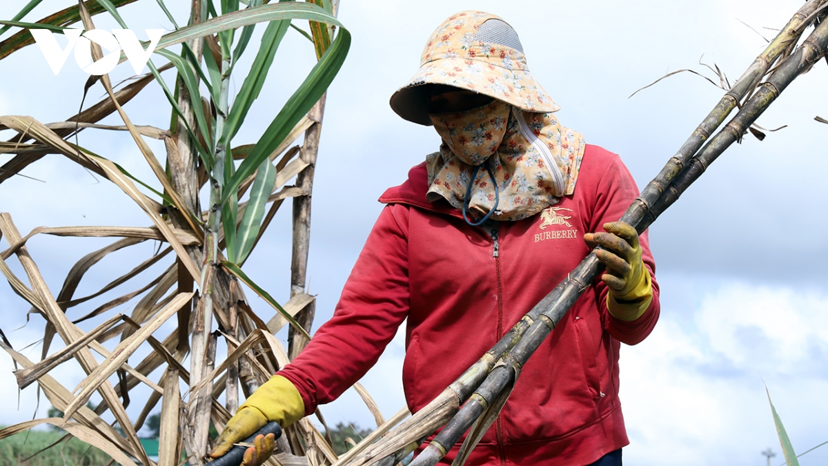 Người trồng mía Đắk Lắk được mùa, được giá 4 vụ liên tiếp - Ảnh 2