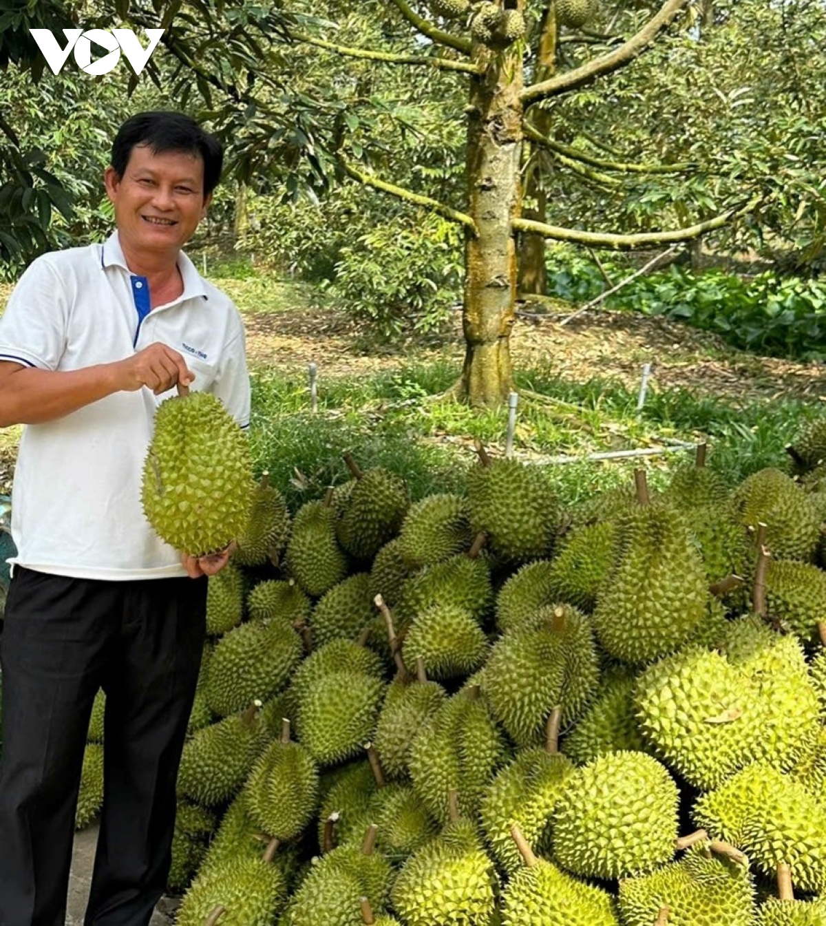 Vụ sầu riêng cận Tết, nhiều nông dân Tiền Giang thu lãi gần 2 tỷ đồng/ha - Ảnh 1