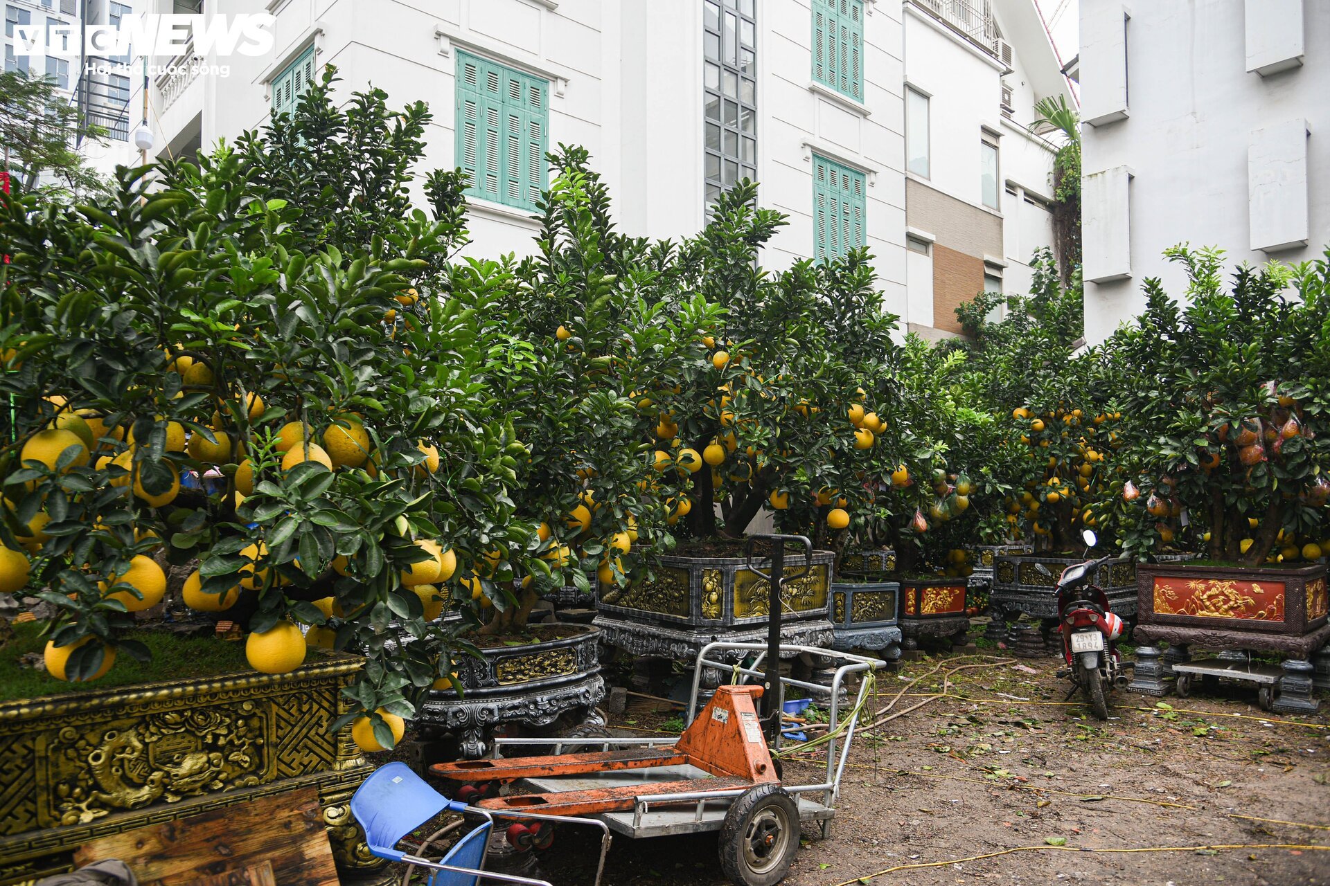 Bưởi bonsai tiền triệu xuống phố, chờ khách mua về đón Tết - Ảnh 2