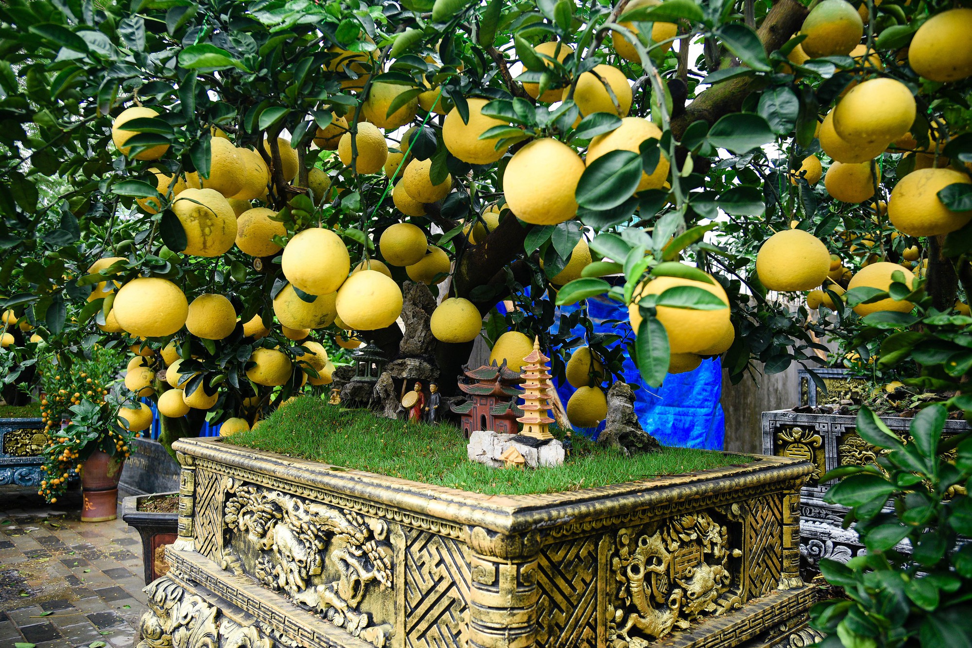 Cận cảnh cặp quất hình rồng đón Tết Giáp Thìn giá hơn 200 triệu đồng - Ảnh 11