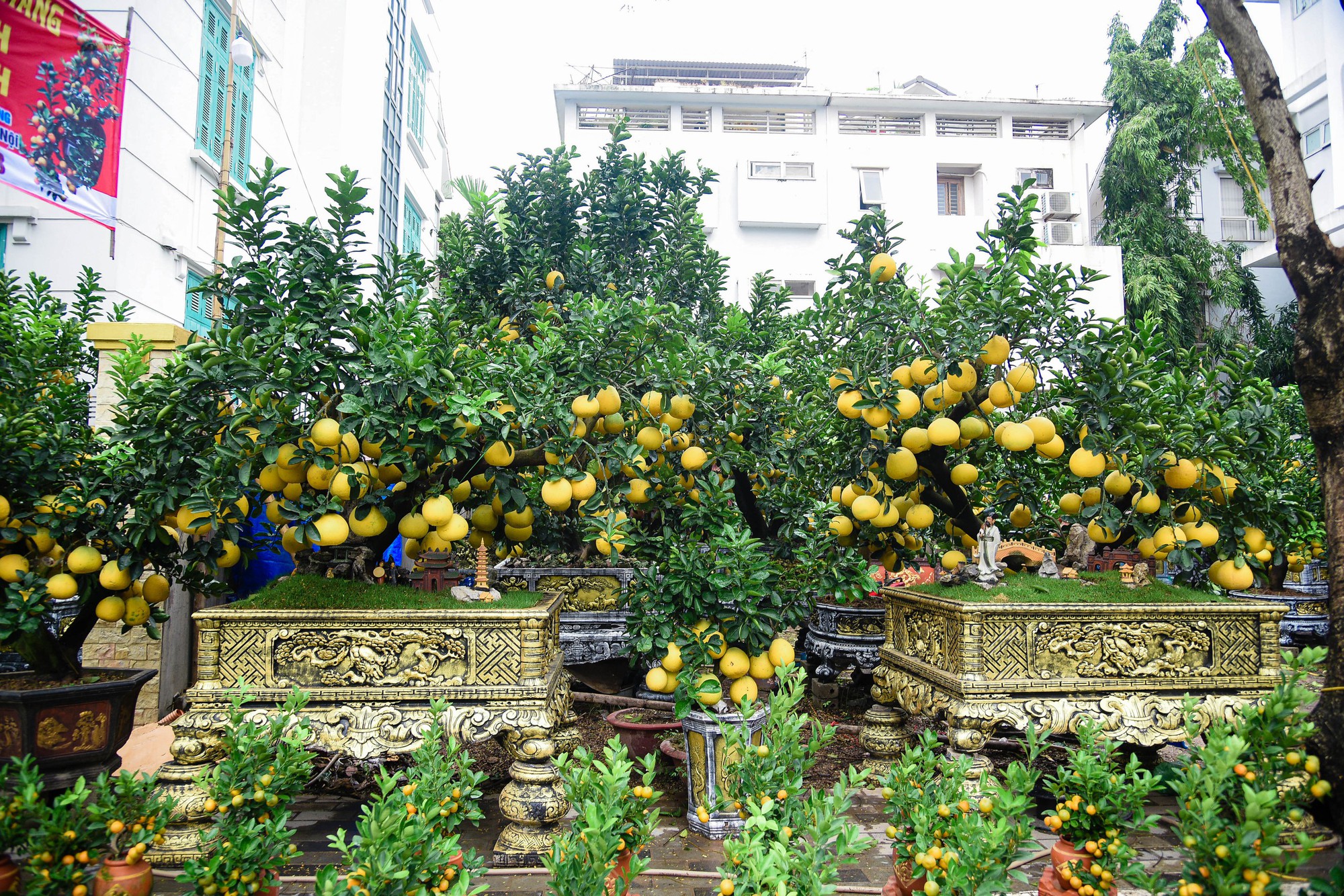 Cận cảnh cặp quất hình rồng đón Tết Giáp Thìn giá hơn 200 triệu đồng - Ảnh 10