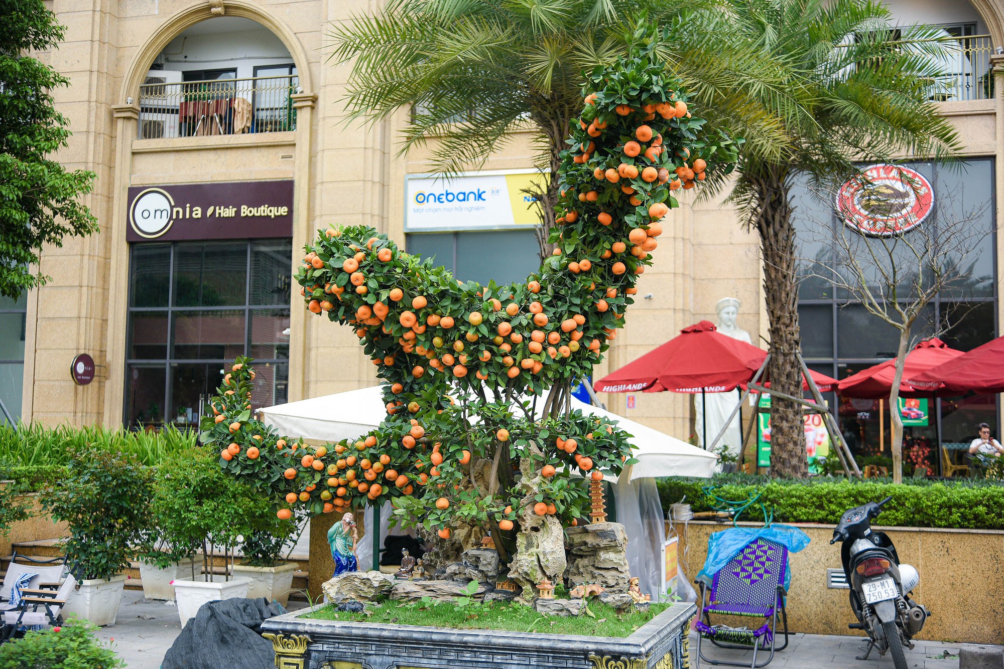 Cận cảnh cặp quất hình rồng đón Tết Giáp Thìn giá hơn 200 triệu đồng - Ảnh 2