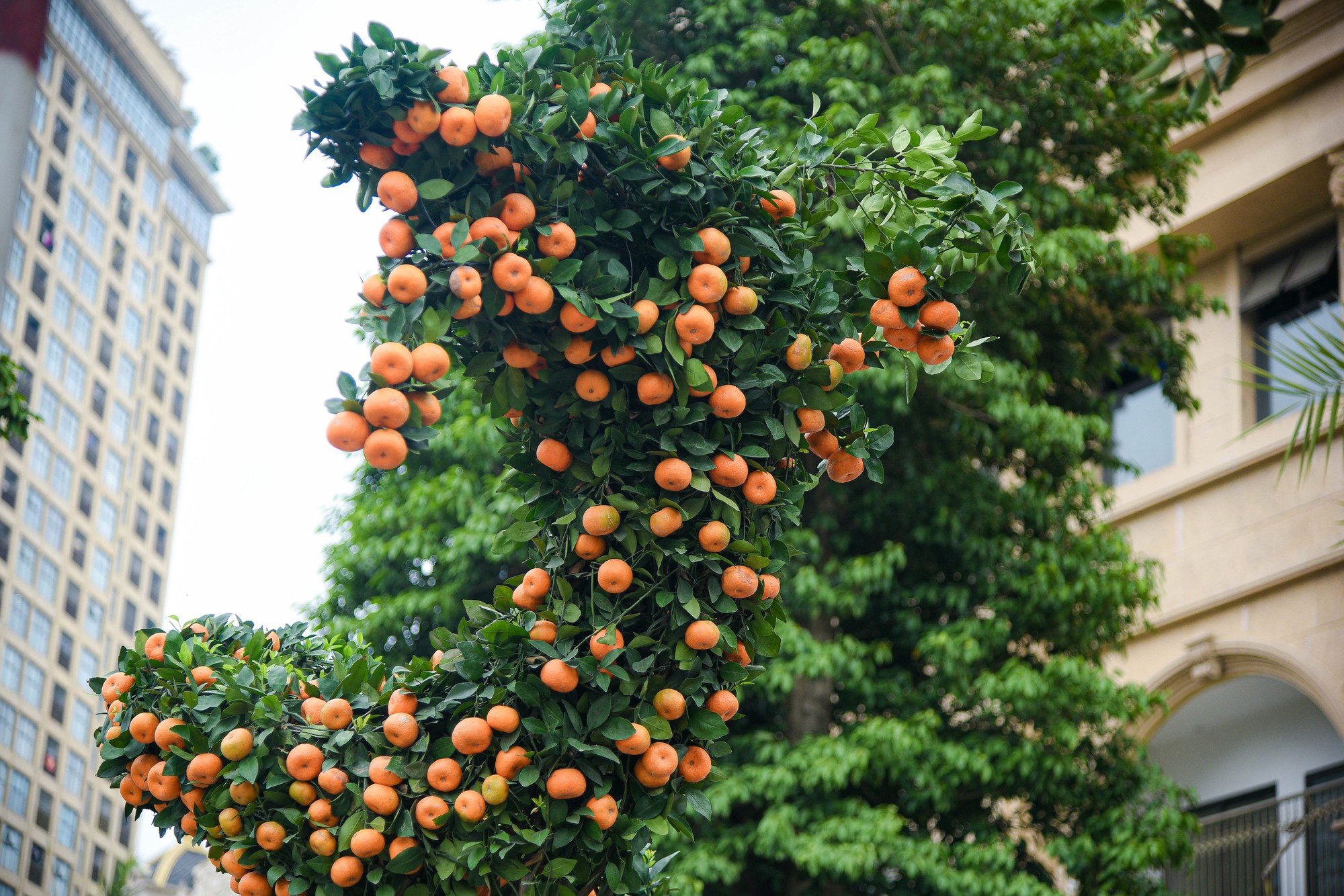 Cận cảnh cặp quất hình rồng đón Tết Giáp Thìn giá hơn 200 triệu đồng - Ảnh 4