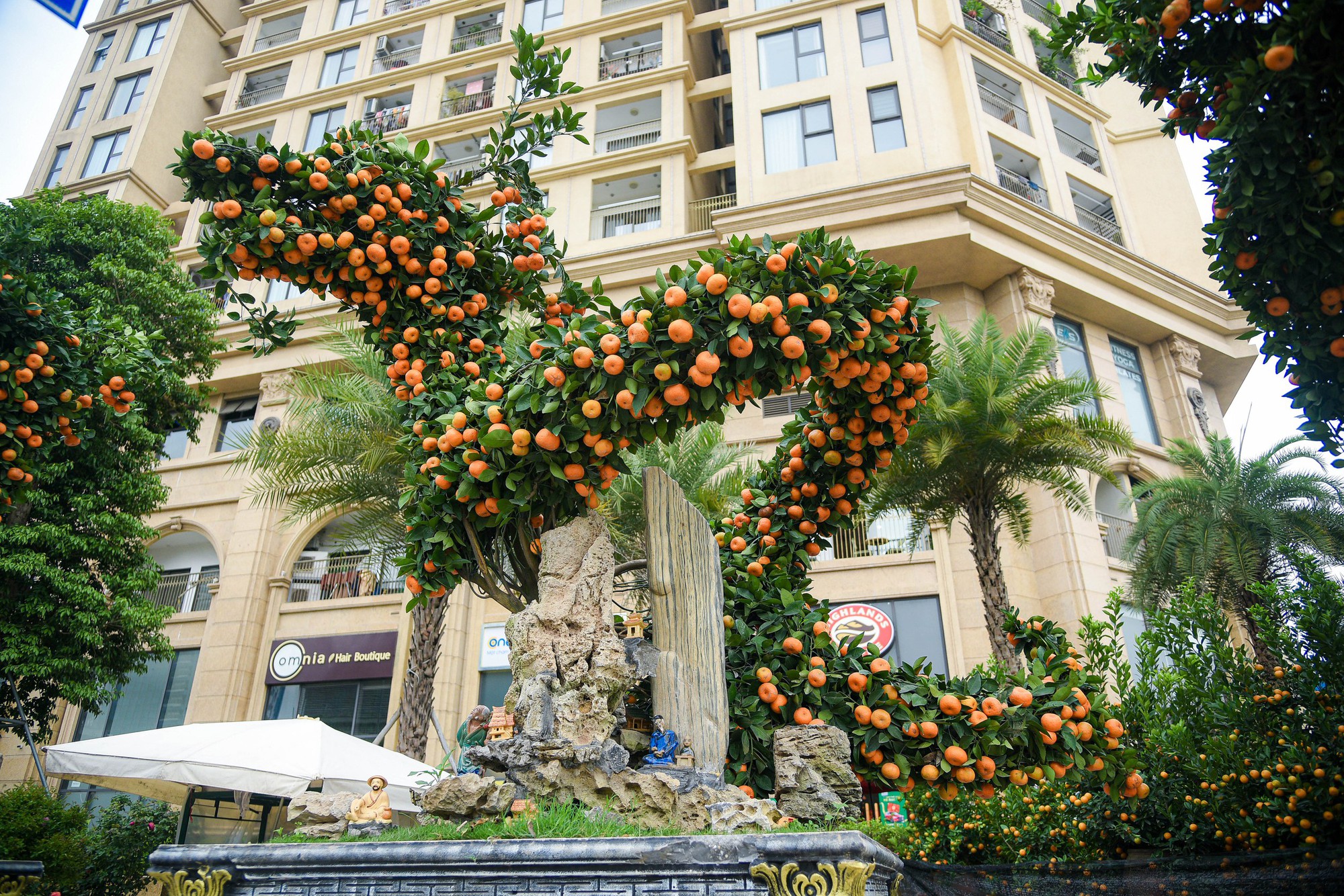 Cận cảnh cặp quất hình rồng đón Tết Giáp Thìn giá hơn 200 triệu đồng - Ảnh 3