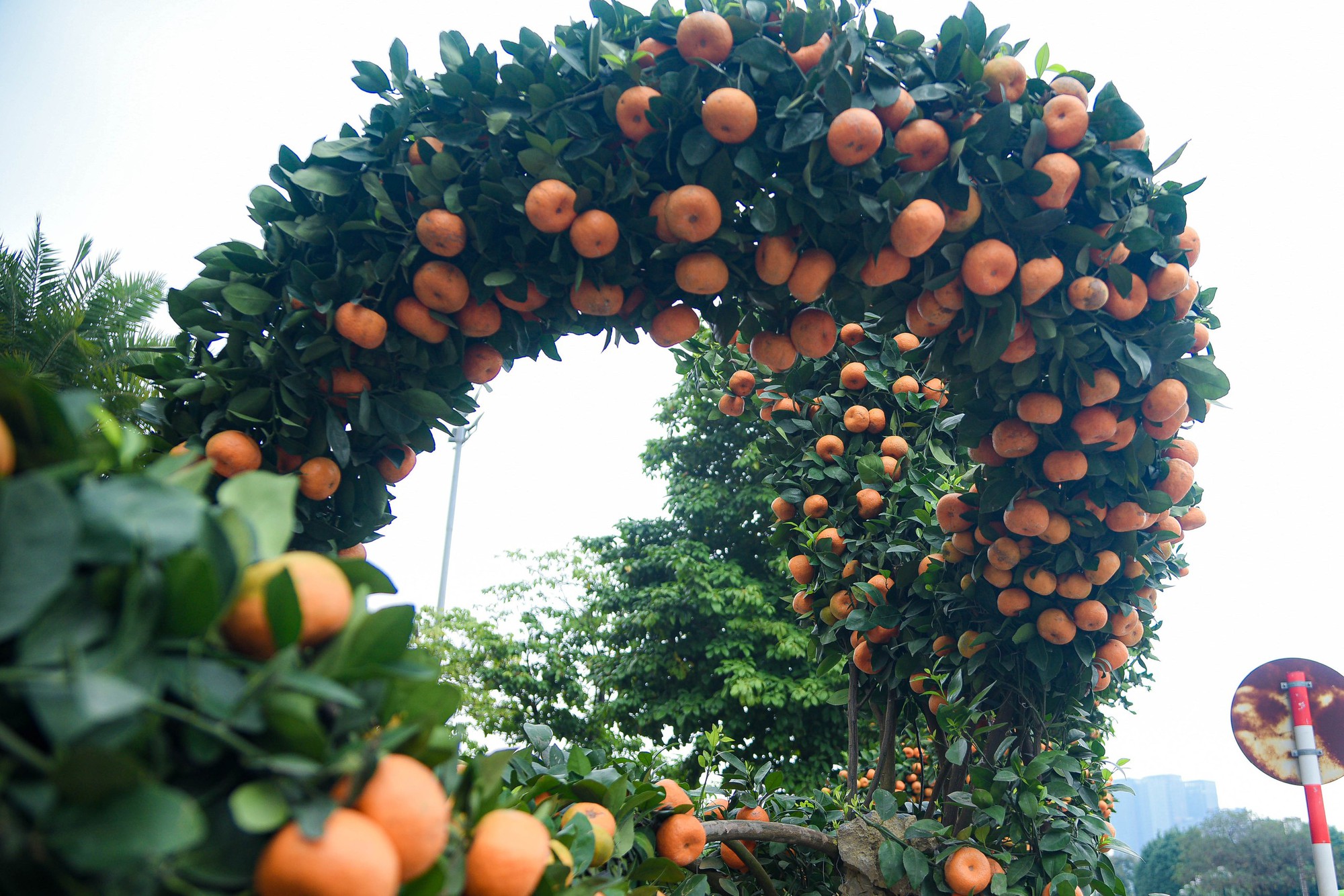 Cận cảnh cặp quất hình rồng đón Tết Giáp Thìn giá hơn 200 triệu đồng - Ảnh 5