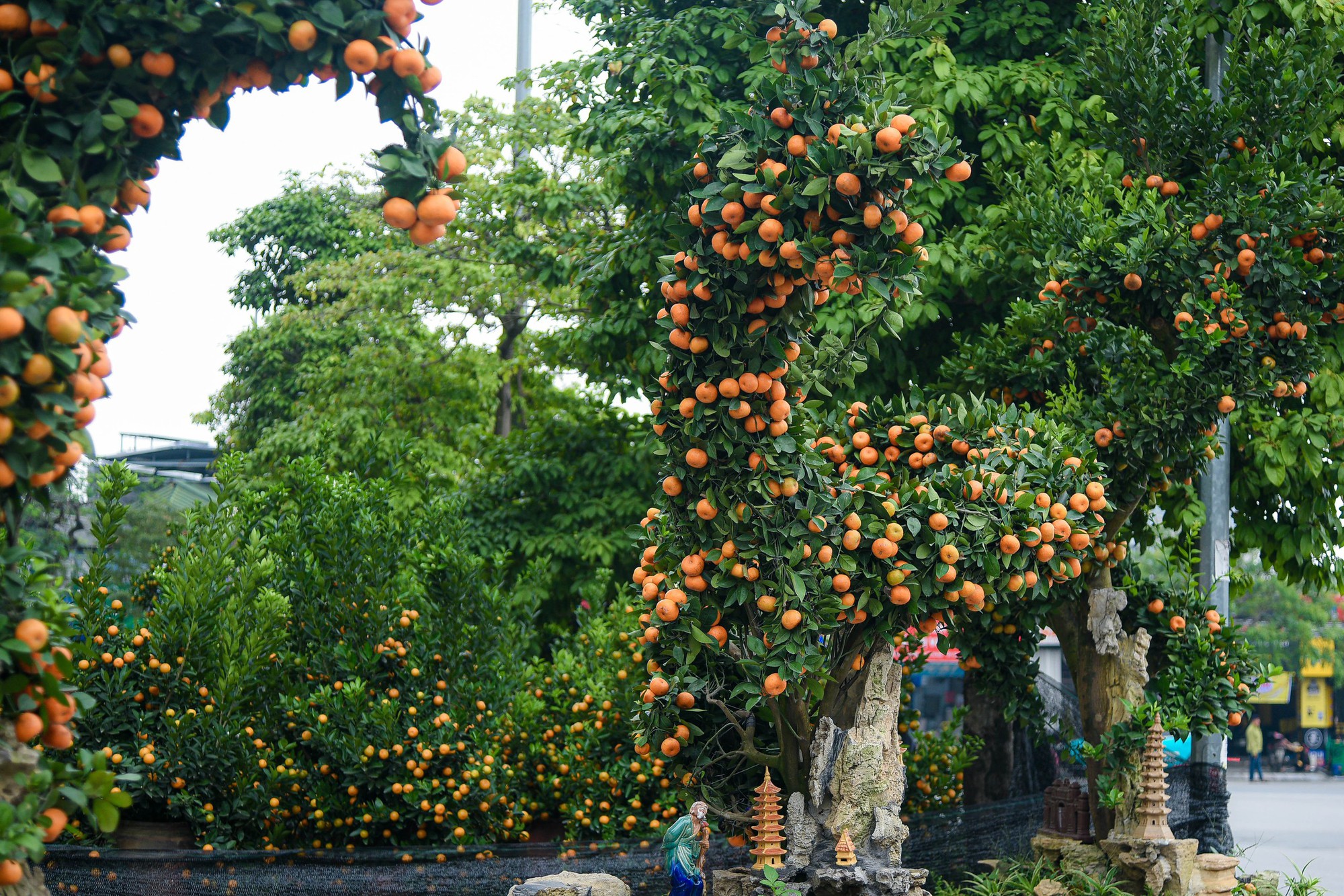 Cận cảnh cặp quất hình rồng đón Tết Giáp Thìn giá hơn 200 triệu đồng - Ảnh 6