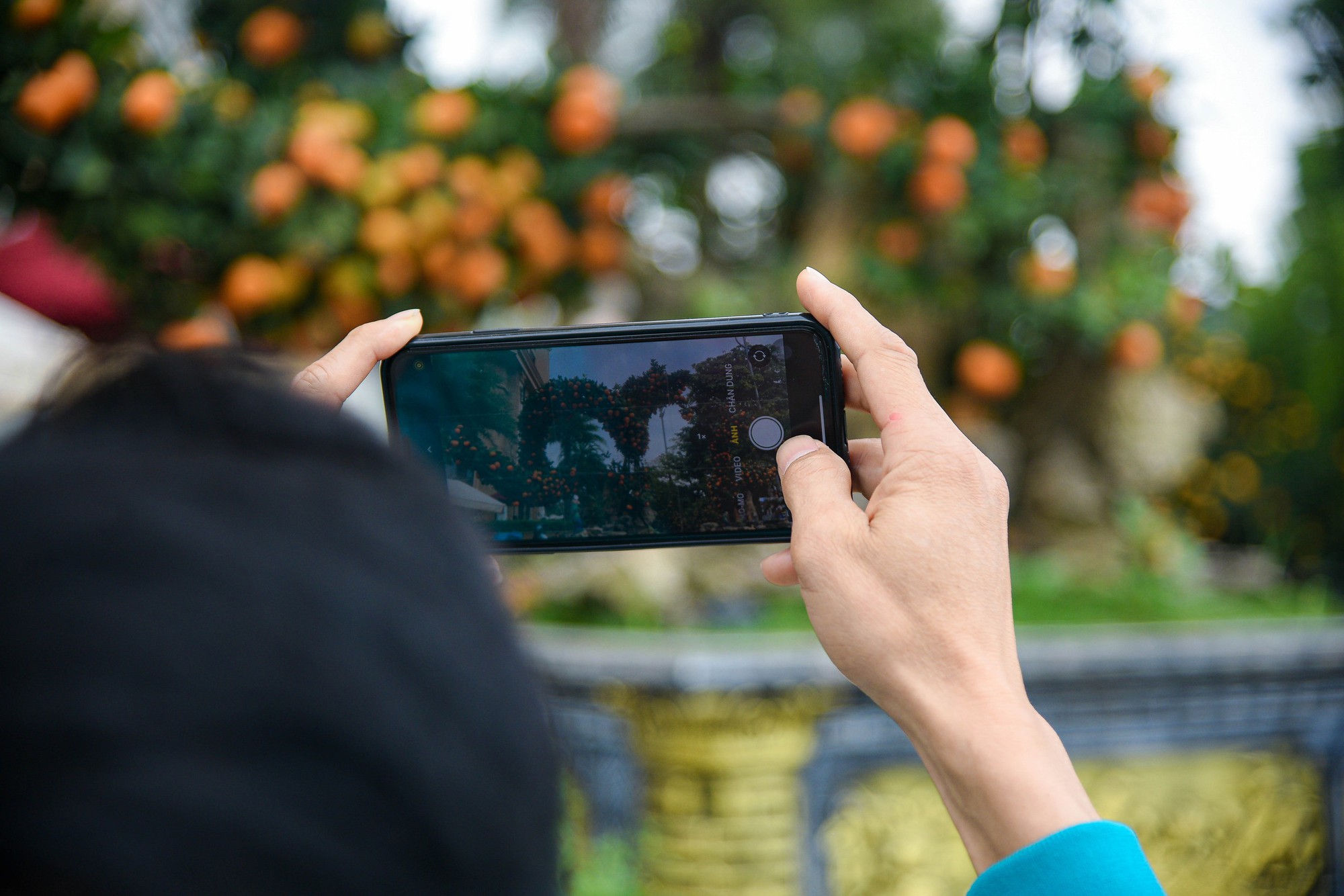 Cận cảnh cặp quất hình rồng đón Tết Giáp Thìn giá hơn 200 triệu đồng - Ảnh 8