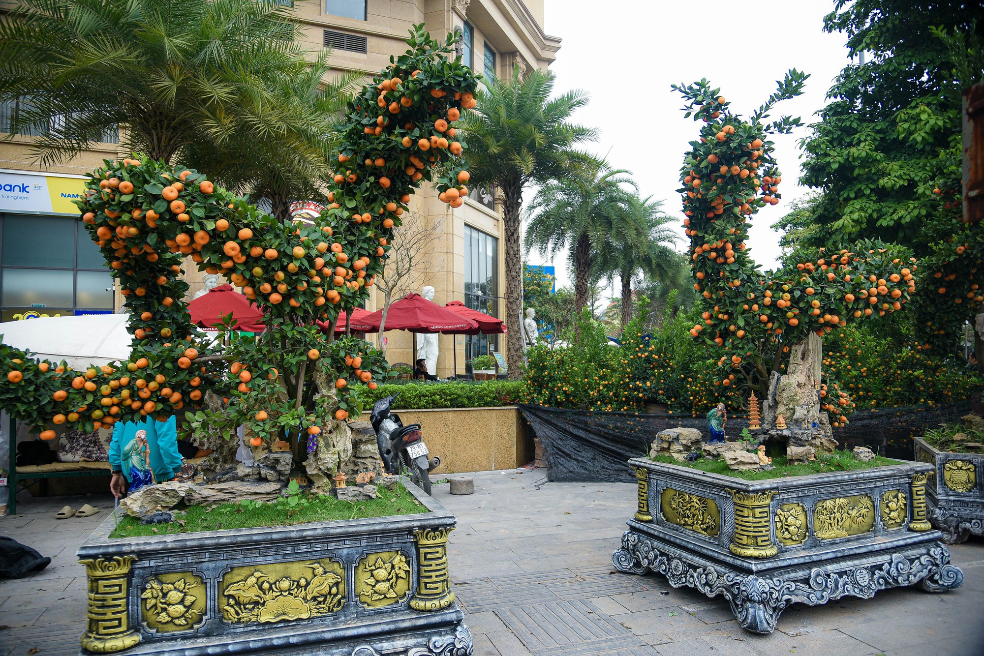 Cận cảnh cặp quất hình rồng đón Tết Giáp Thìn giá hơn 200 triệu đồng - Ảnh 1