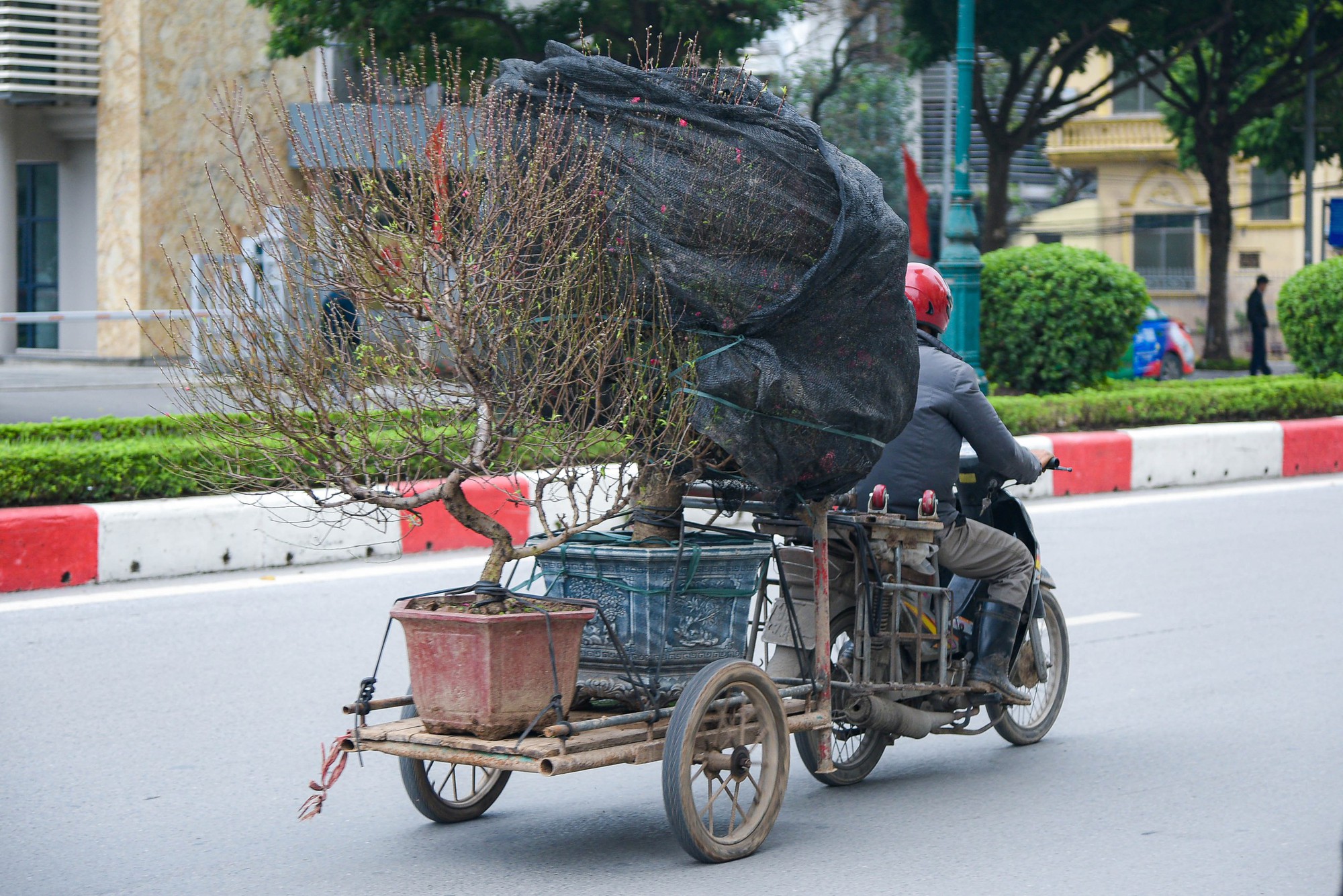 Cận cảnh cặp quất hình rồng đón Tết Giáp Thìn giá hơn 200 triệu đồng - Ảnh 14