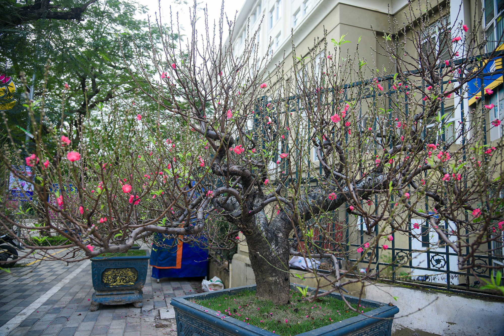 Cận cảnh cặp quất hình rồng đón Tết Giáp Thìn giá hơn 200 triệu đồng - Ảnh 12