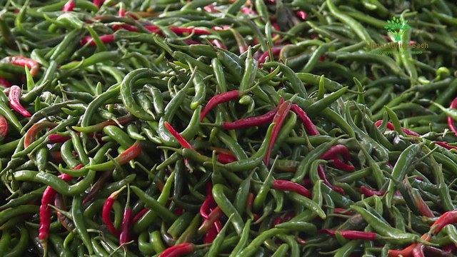 Loại quả mang về 20 triệu USD cho Việt Nam: Được trồng 7.000 ha, Trung Quốc, Lào săn đón hàng nghìn tấn - Ảnh 2