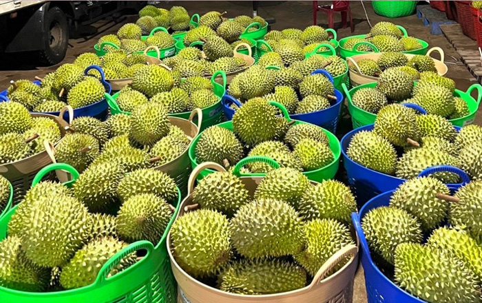 Sầu riêng xuất sang EU phải kiểm tra dư lượng thuốc trừ sâu - Ảnh 1