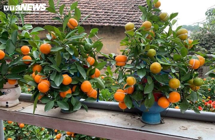 Quất hồ lô lạ mắt ‘cháy hàng’ dịp Tết 2024 - Ảnh 3