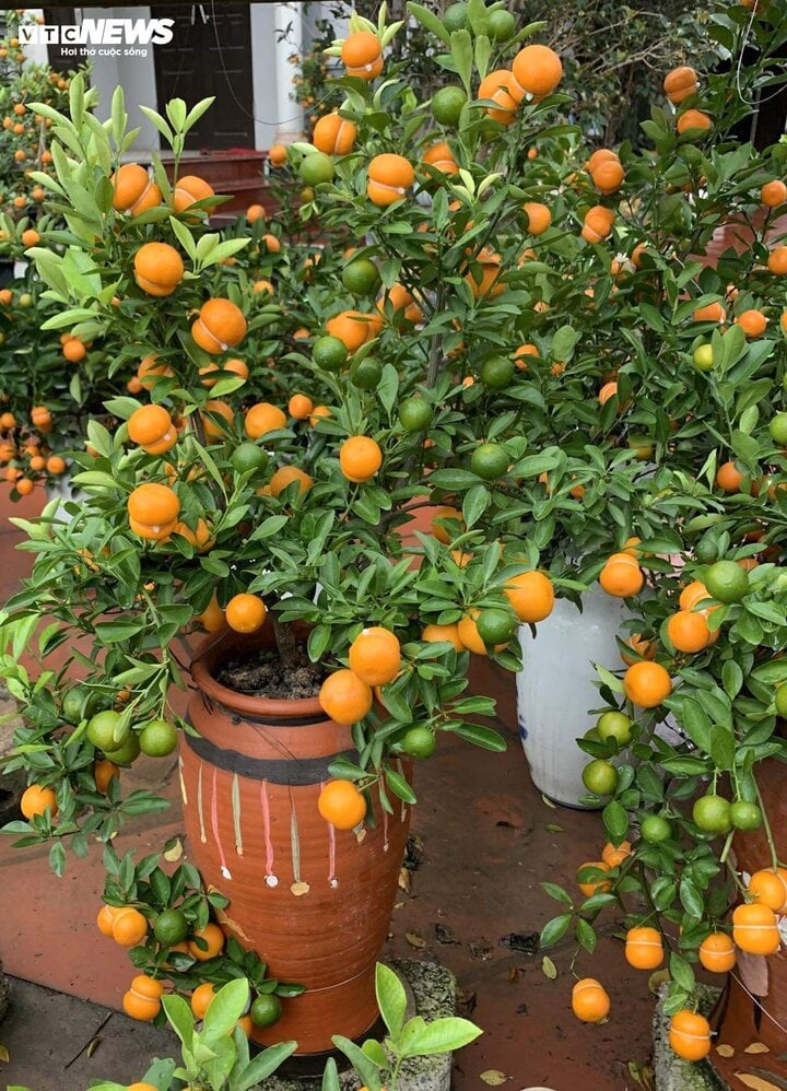 Quất hồ lô lạ mắt ‘cháy hàng’ dịp Tết 2024 - Ảnh 1