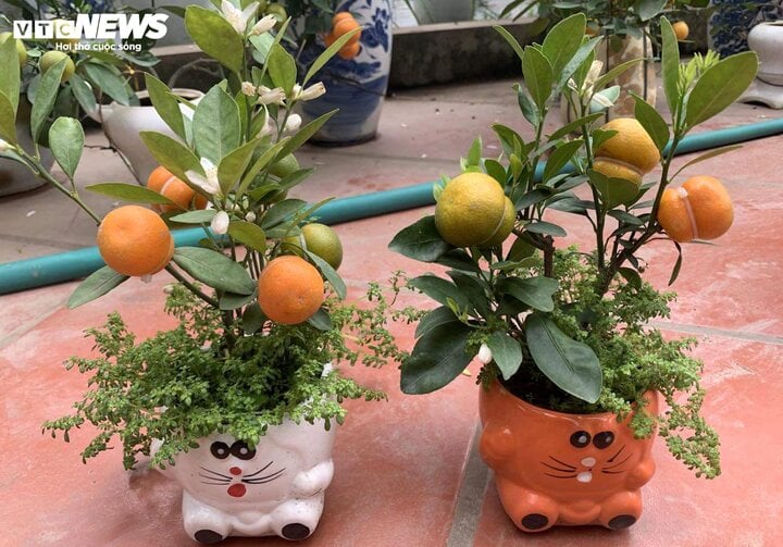 Quất hồ lô lạ mắt ‘cháy hàng’ dịp Tết 2024 - Ảnh 2