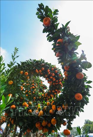 Độc, lạ những cây quất, quýt cảnh hình rồng - Ảnh 6