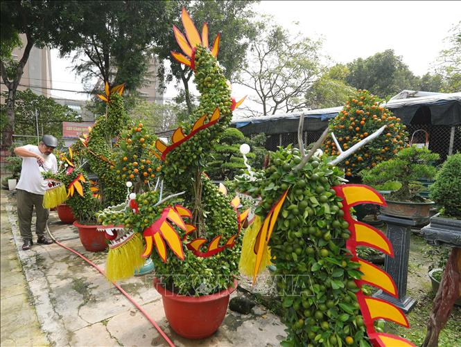 Độc, lạ những cây quất, quýt cảnh hình rồng - Ảnh 4