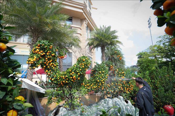 Độc, lạ những cây quất, quýt cảnh hình rồng - Ảnh 9