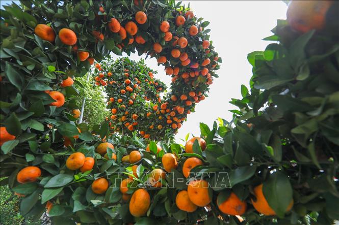 Độc, lạ những cây quất, quýt cảnh hình rồng - Ảnh 7