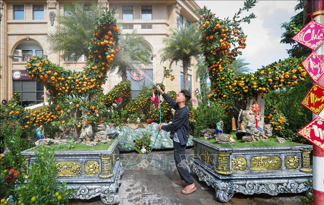 Độc, lạ những cây quất, quýt cảnh hình rồng - Ảnh 8