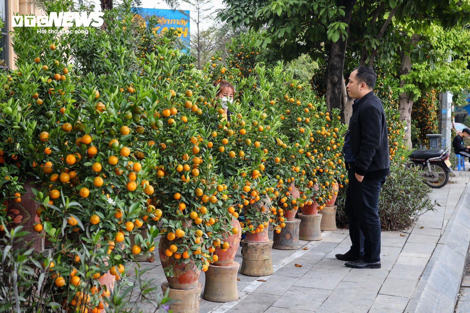 Cặp quất hình rồng giá trăm triệu khoe dáng, chờ khách đại gia xuống tiền mua - Ảnh 13