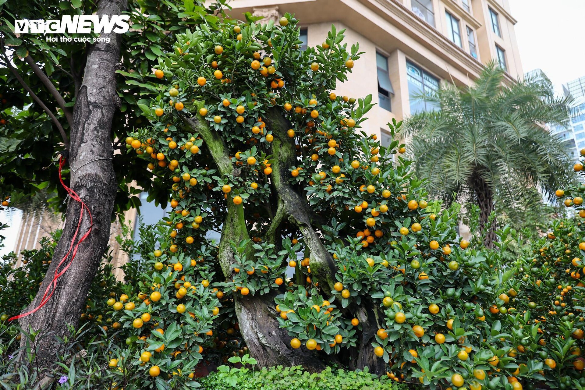Cặp quất hình rồng giá trăm triệu khoe dáng, chờ khách đại gia xuống tiền mua - Ảnh 11