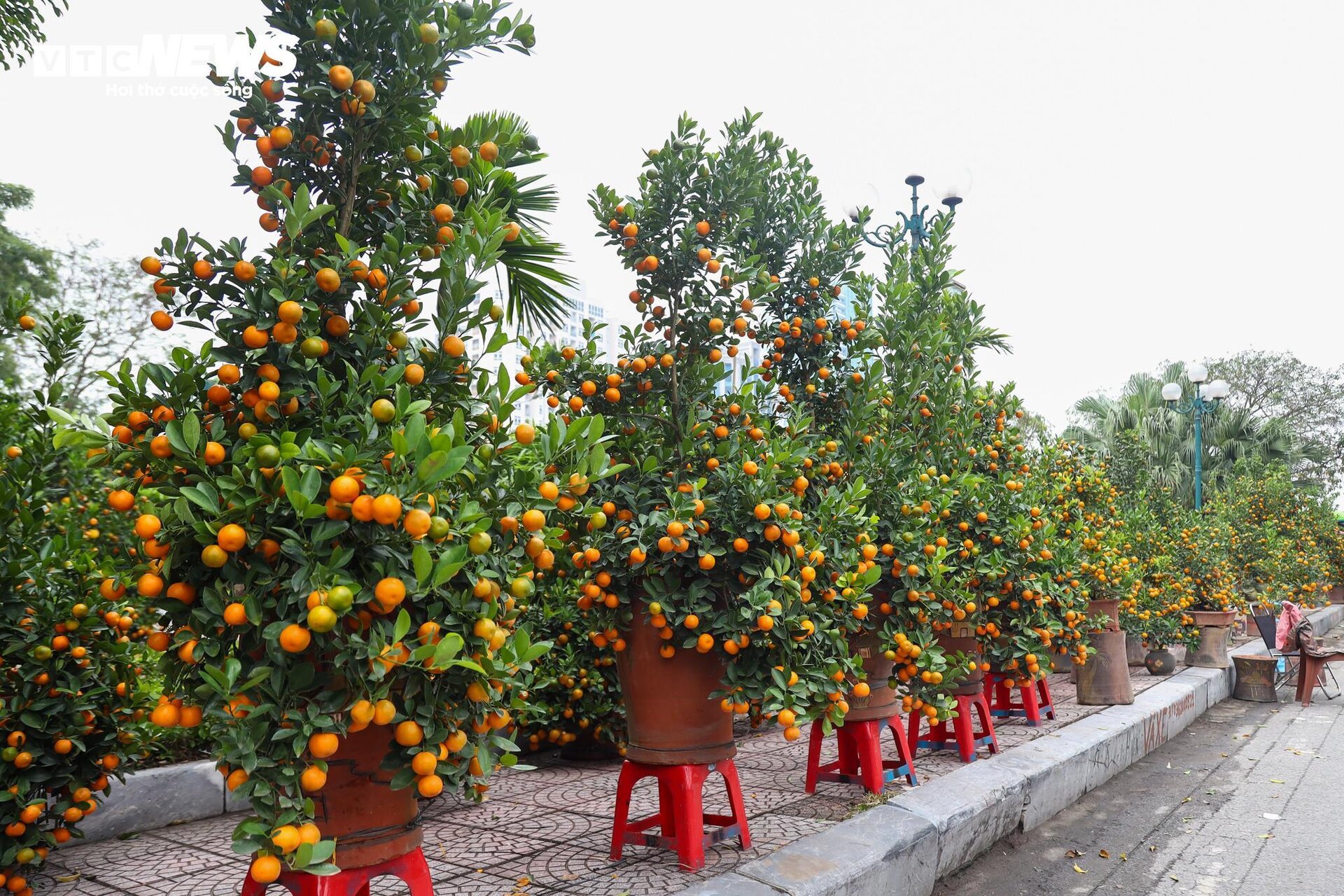 Cặp quất hình rồng giá trăm triệu khoe dáng, chờ khách đại gia xuống tiền mua - Ảnh 1