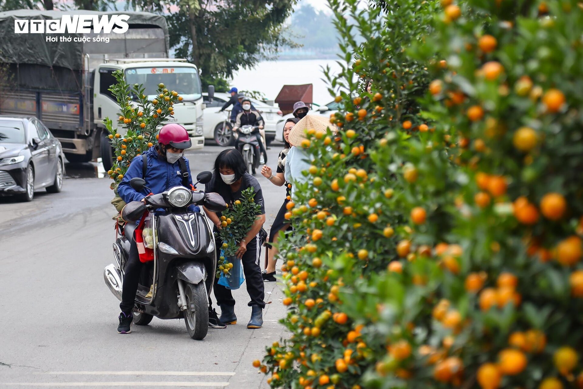 Cặp quất hình rồng giá trăm triệu khoe dáng, chờ khách đại gia xuống tiền mua - Ảnh 12