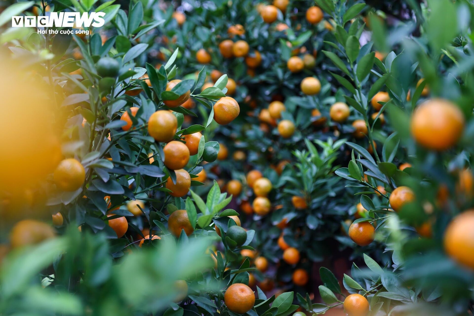 Cặp quất hình rồng giá trăm triệu khoe dáng, chờ khách đại gia xuống tiền mua - Ảnh 14