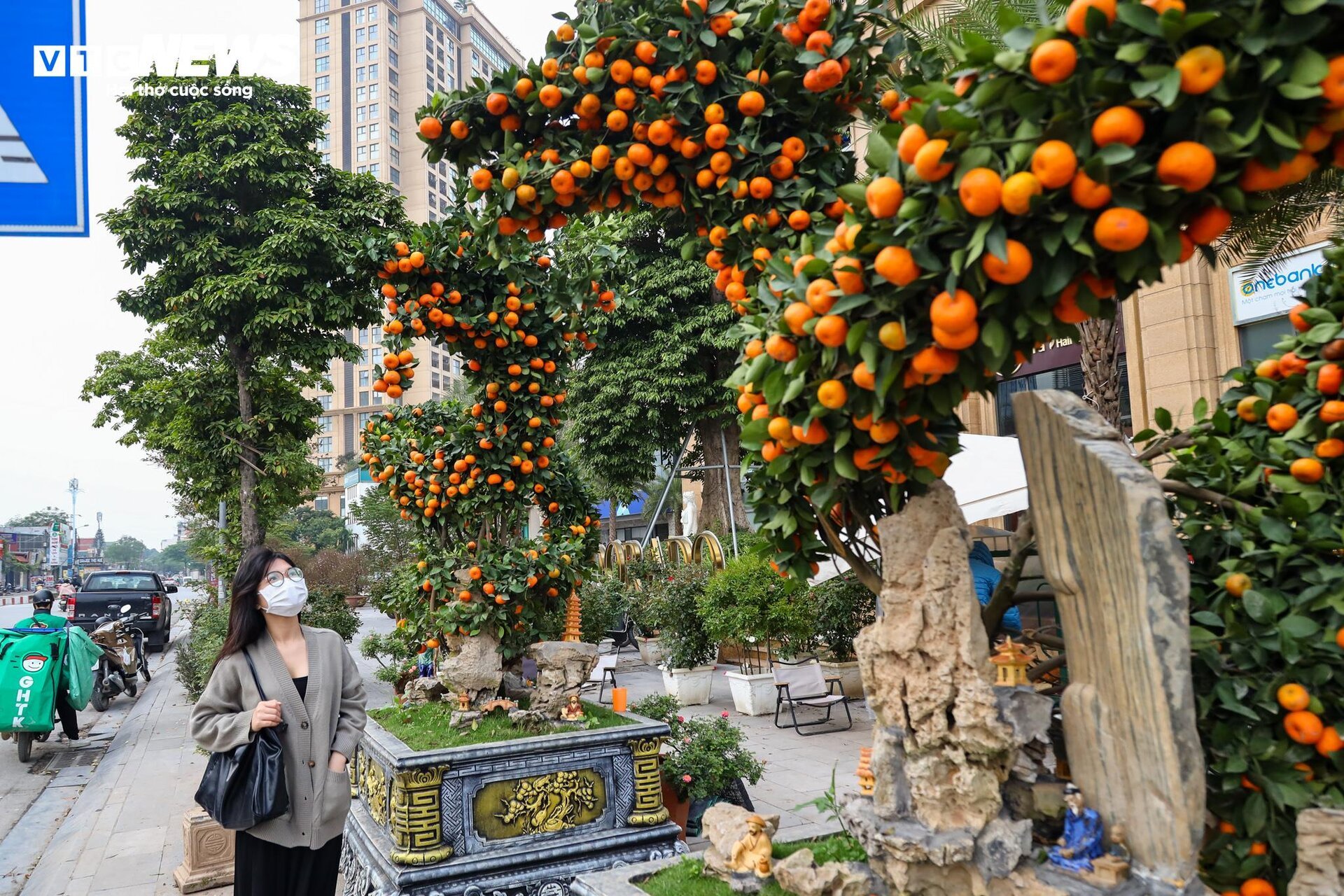 Cặp quất hình rồng giá trăm triệu khoe dáng, chờ khách đại gia xuống tiền mua - Ảnh 9