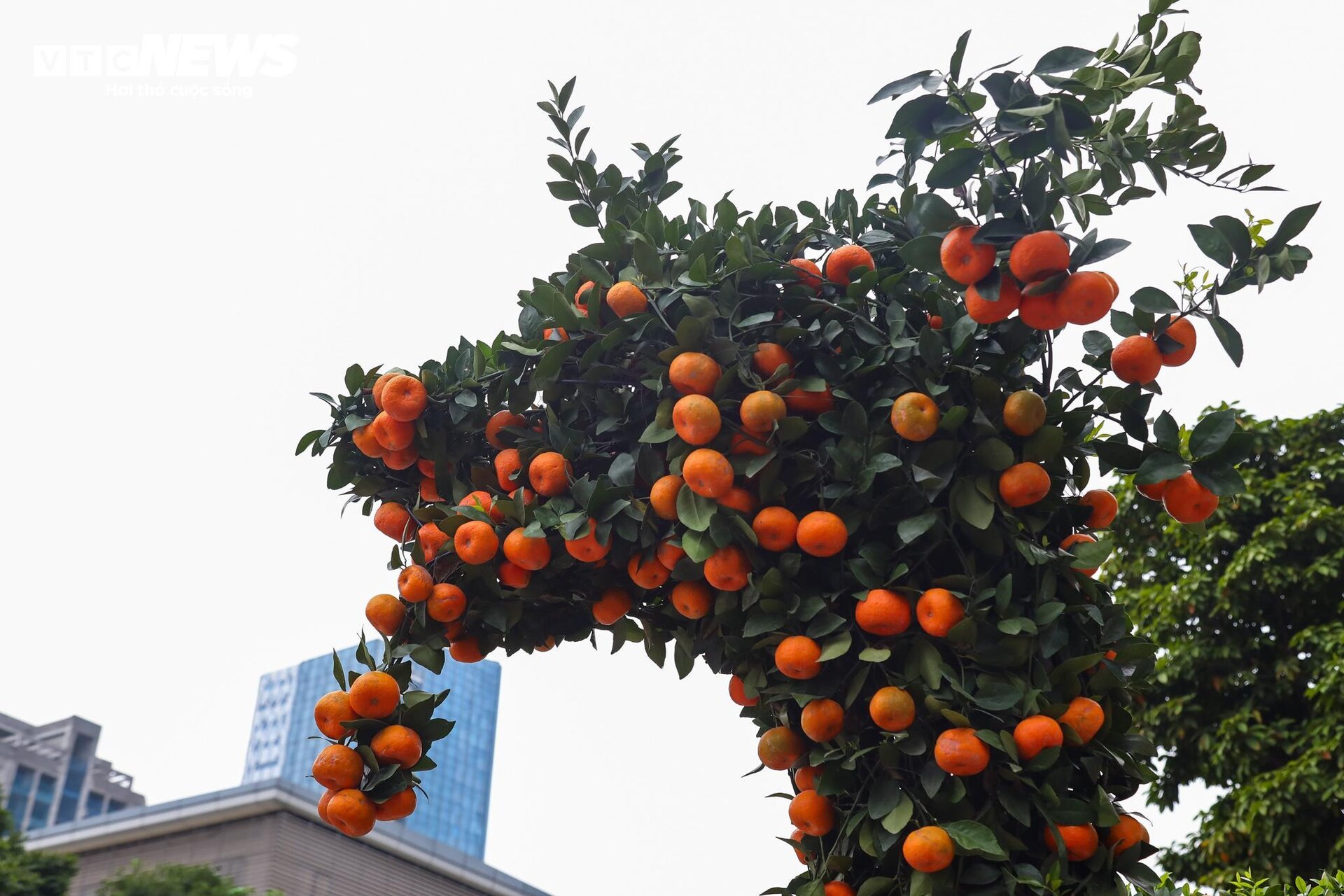 Cặp quất hình rồng giá trăm triệu khoe dáng, chờ khách đại gia xuống tiền mua - Ảnh 7