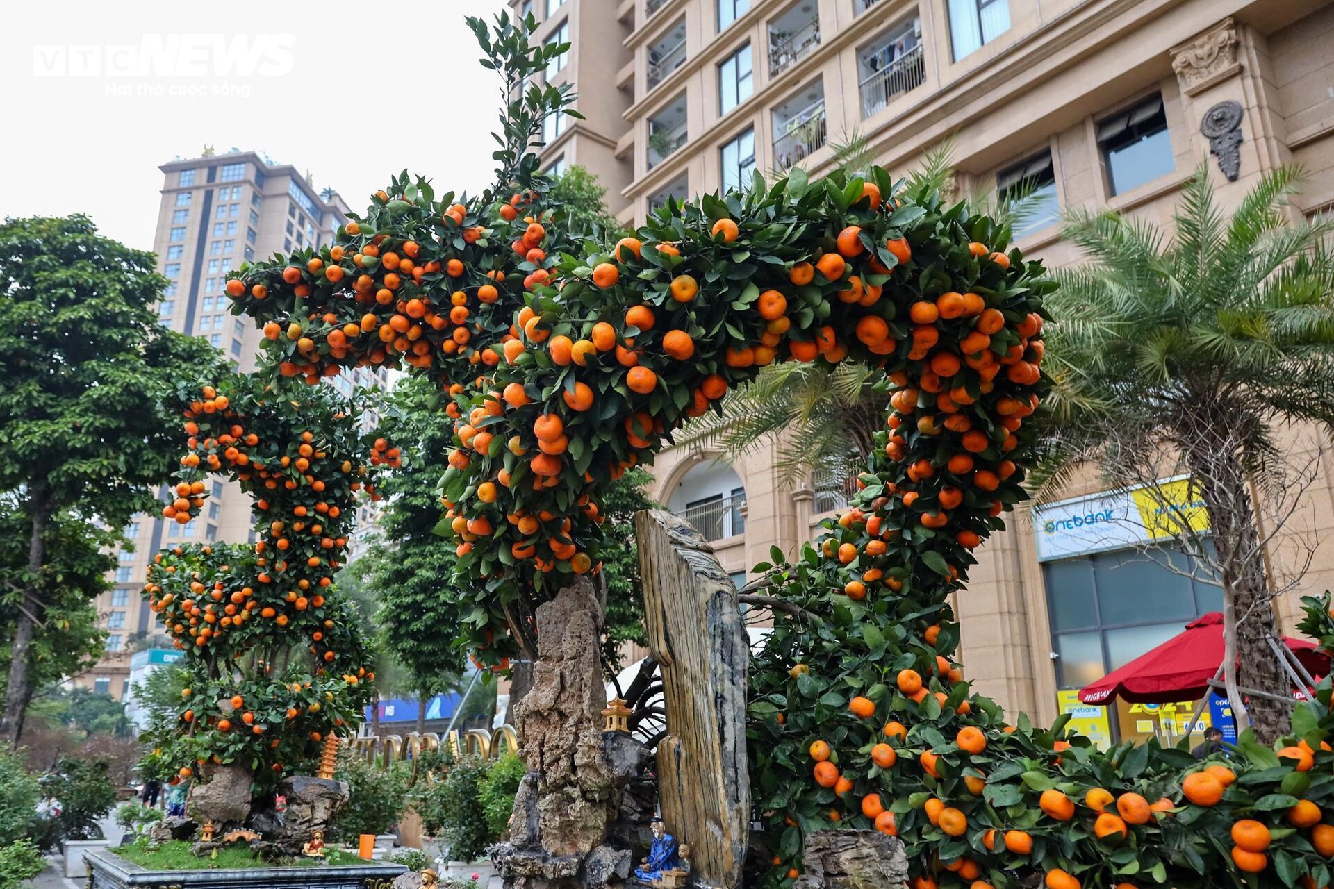 Cặp quất hình rồng giá trăm triệu khoe dáng, chờ khách đại gia xuống tiền mua - Ảnh 3