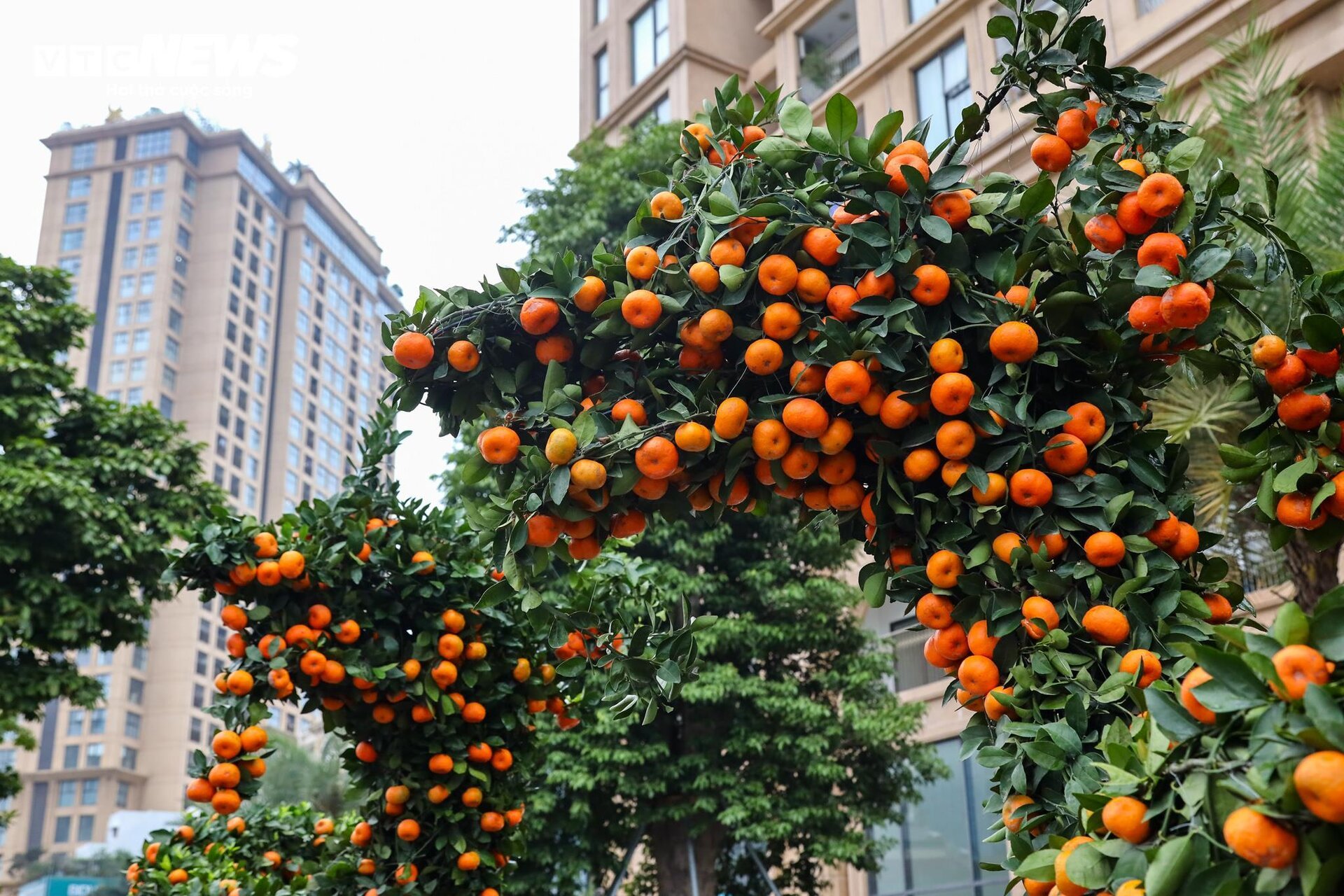 Cặp quất hình rồng giá trăm triệu khoe dáng, chờ khách đại gia xuống tiền mua - Ảnh 4