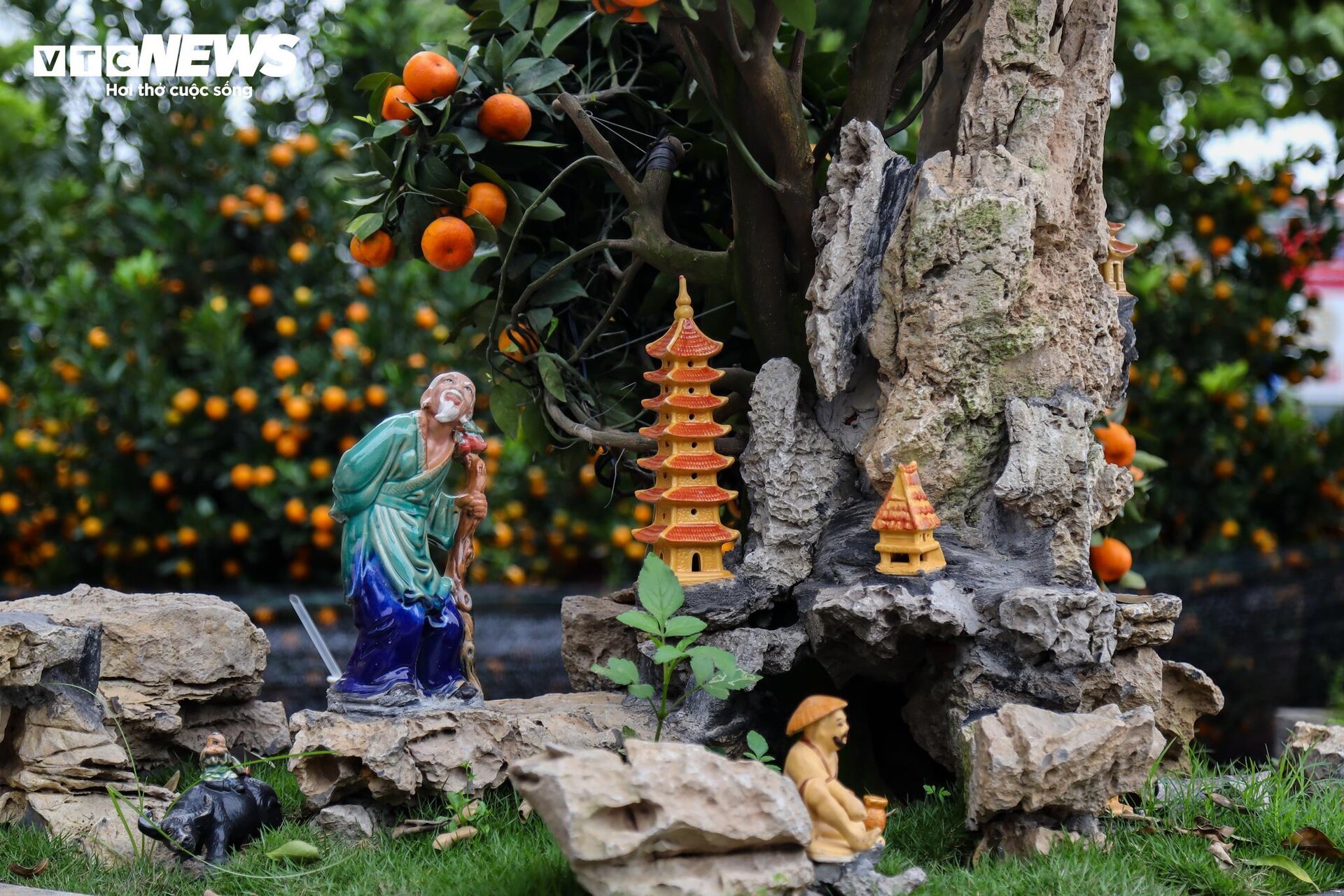 Cặp quất hình rồng giá trăm triệu khoe dáng, chờ khách đại gia xuống tiền mua - Ảnh 8