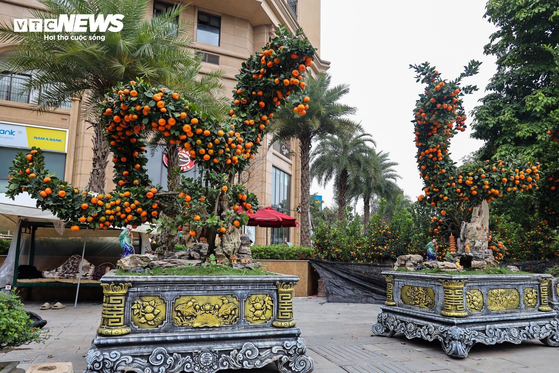 Cặp quất hình rồng giá trăm triệu khoe dáng, chờ khách đại gia xuống tiền mua - Ảnh 2