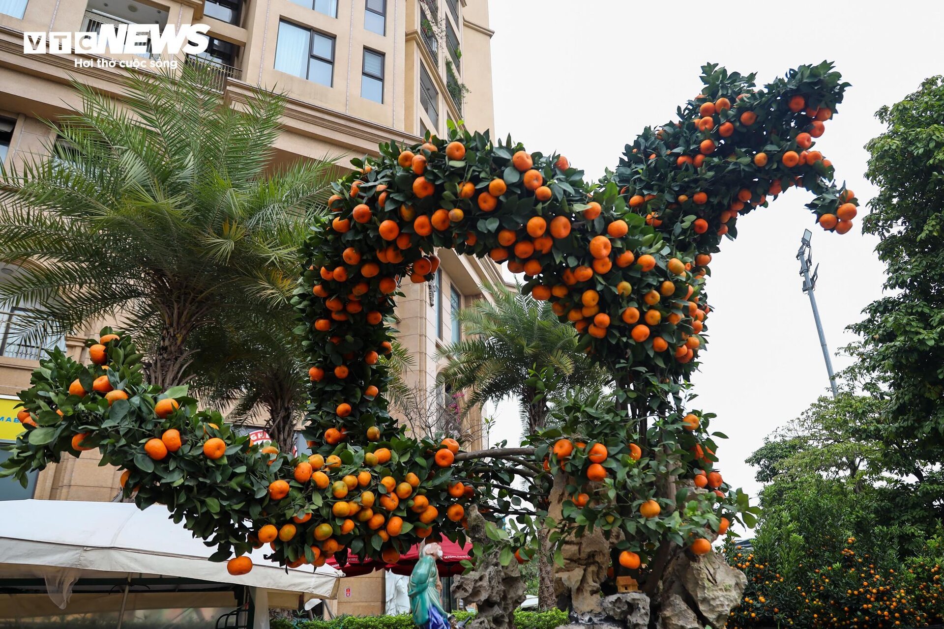 Cặp quất hình rồng giá trăm triệu khoe dáng, chờ khách đại gia xuống tiền mua - Ảnh 6