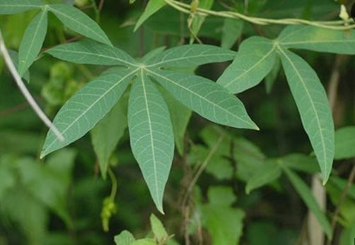 Một loại lá mọc đầy tại Việt Nam ra nước ngoài thành hàng hiếm: Nhật Bản, Hàn Quốc liên tục đổ tiền mua, thu về hàng triệu USD mỗi năm - Ảnh 2