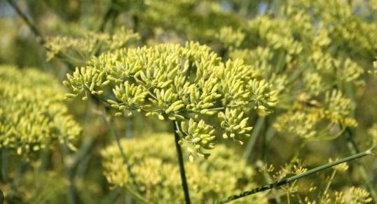 Việt Nam sở hữu 'cánh hoa nghìn tỷ' cực hiếm trên thế giới: Ấn Độ, Trung Quốc đua nhau săn lùng, nước ta cạnh tranh với Trung Quốc thống trị nguồn cung toàn cầu - Ảnh 1