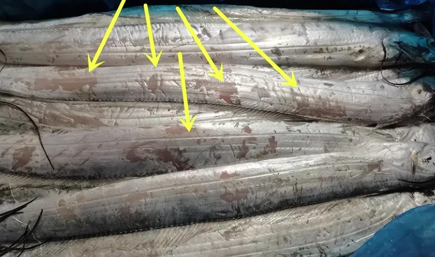 Khi mua cá ăn Tết, người thông minh sẽ chọn 3 loại này, người bán thế nào cũng khen bạn nức nở - Ảnh 8