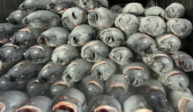 'Siêu thực phẩm' của Việt Nam sang Canada bán ‘đắt như tôm tươi’: Xuất khẩu tăng hơn 100%, thu về hơn nửa tỷ USD trong 11 tháng - Ảnh 1