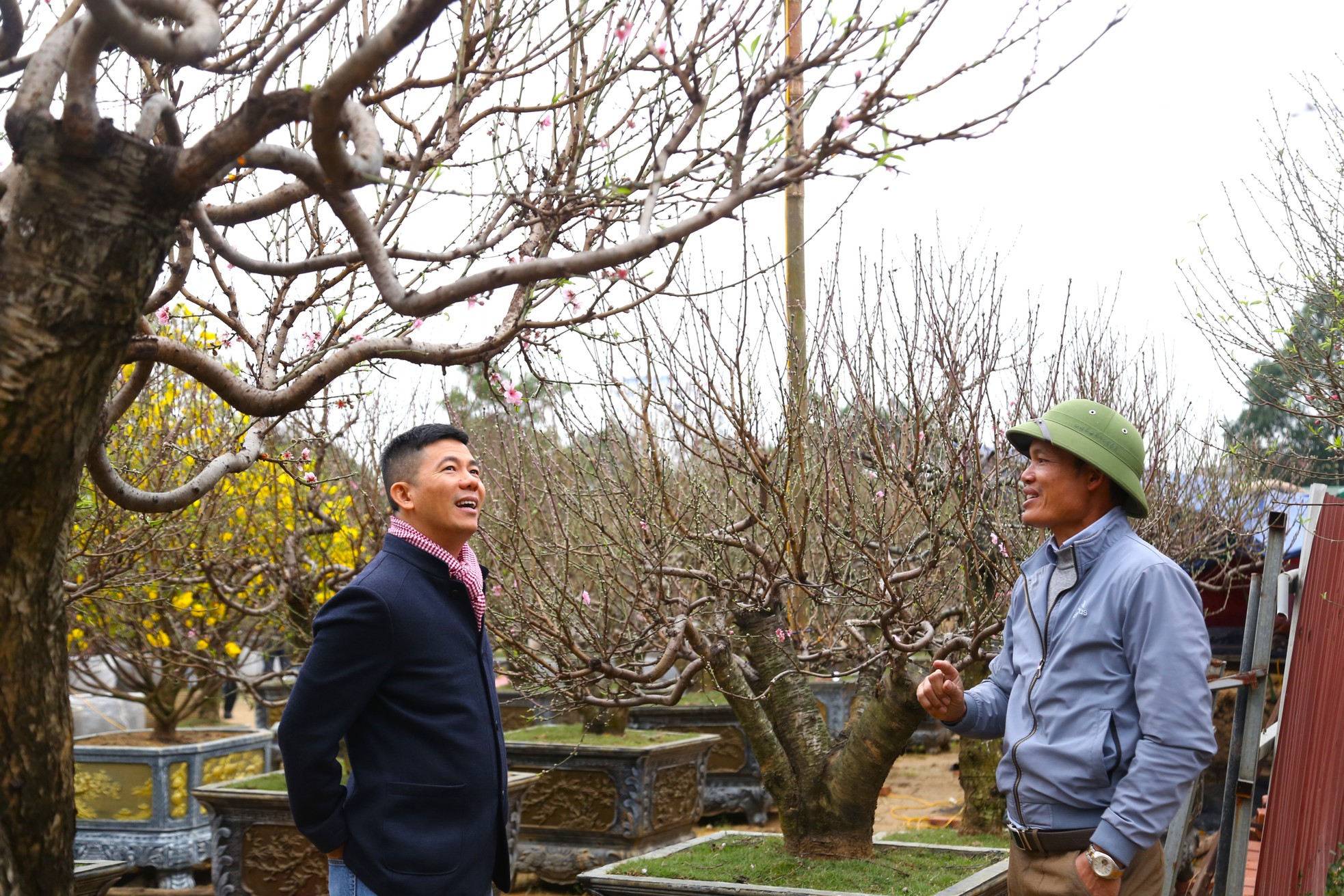 Ngắm những gốc đào cổ thụ nghìn USD xuống phố đón Tết - Ảnh 15