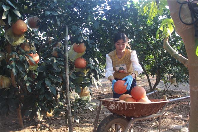 Bưởi đỏ tiến Vua hút khách ngày Tết - Ảnh 2