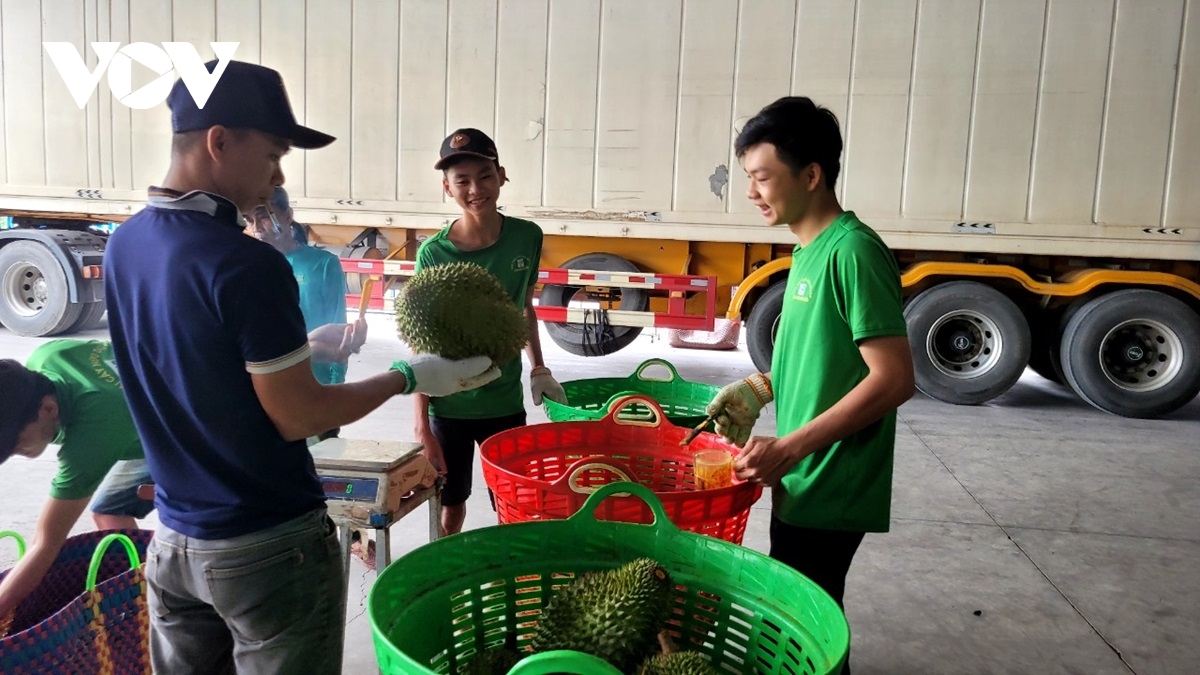 Vụ sầu riêng cận Tết, nhiều nông dân Tiền Giang thu lãi gần 2 tỷ đồng/ha - Ảnh 2