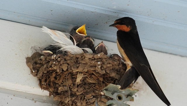 Mặt hàng trăm triệu USD của VN xuất lô đầu sang TQ: Nhu cầu hàng trăm tấn, 42/63 tỉnh có cơ hội làm giàu - Ảnh 4