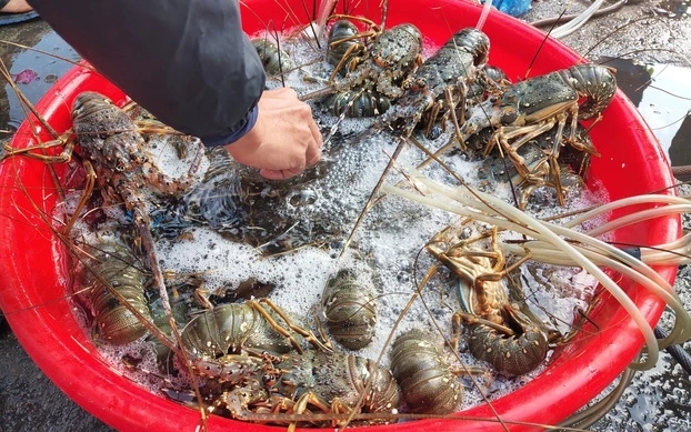 Vì sao Việt Nam mạnh tay chi hơn 500 triệu USD để nhập mặt hàng nước ta xuất khẩu top đầu thế giới? - Ảnh 2