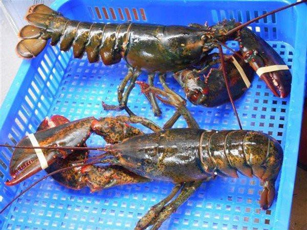 Vì sao Việt Nam mạnh tay chi hơn 500 triệu USD để nhập mặt hàng nước ta xuất khẩu top đầu thế giới? - Ảnh 3