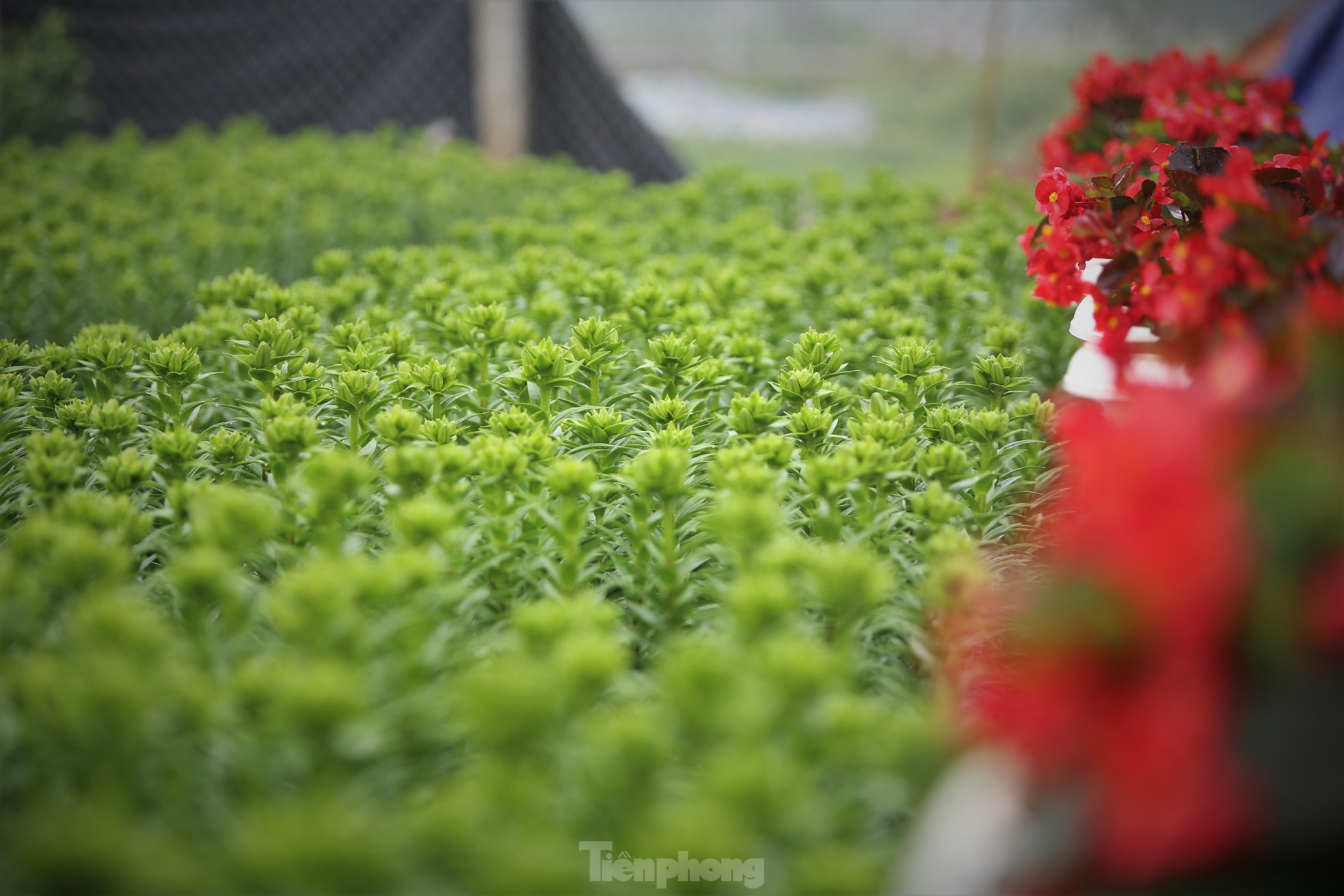 Khu vườn hoa ly 50.000 cây giá tiền tỷ của chàng trai Hà Tĩnh - Ảnh 7