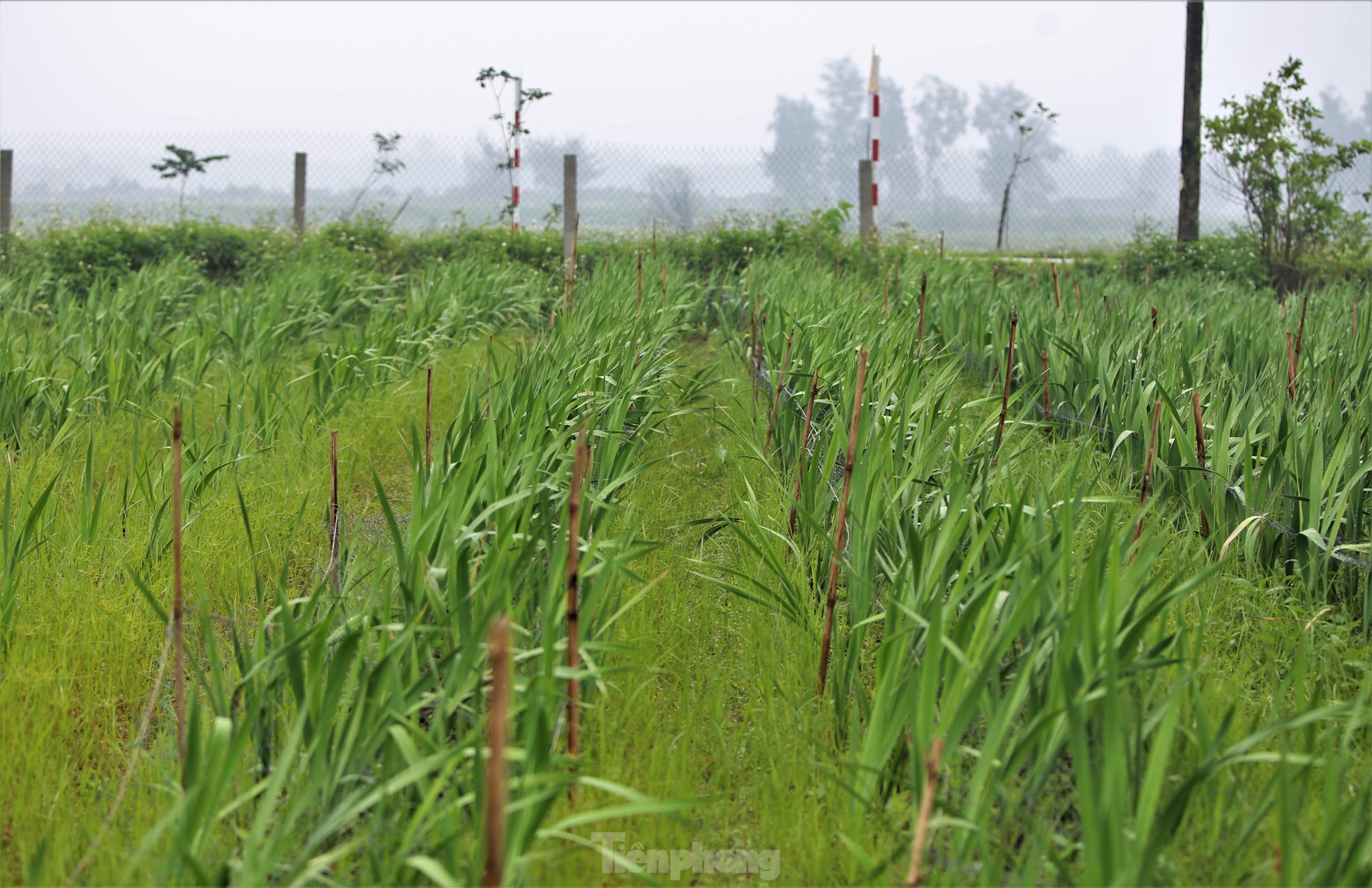 Khu vườn hoa ly 50.000 cây giá tiền tỷ của chàng trai Hà Tĩnh - Ảnh 10