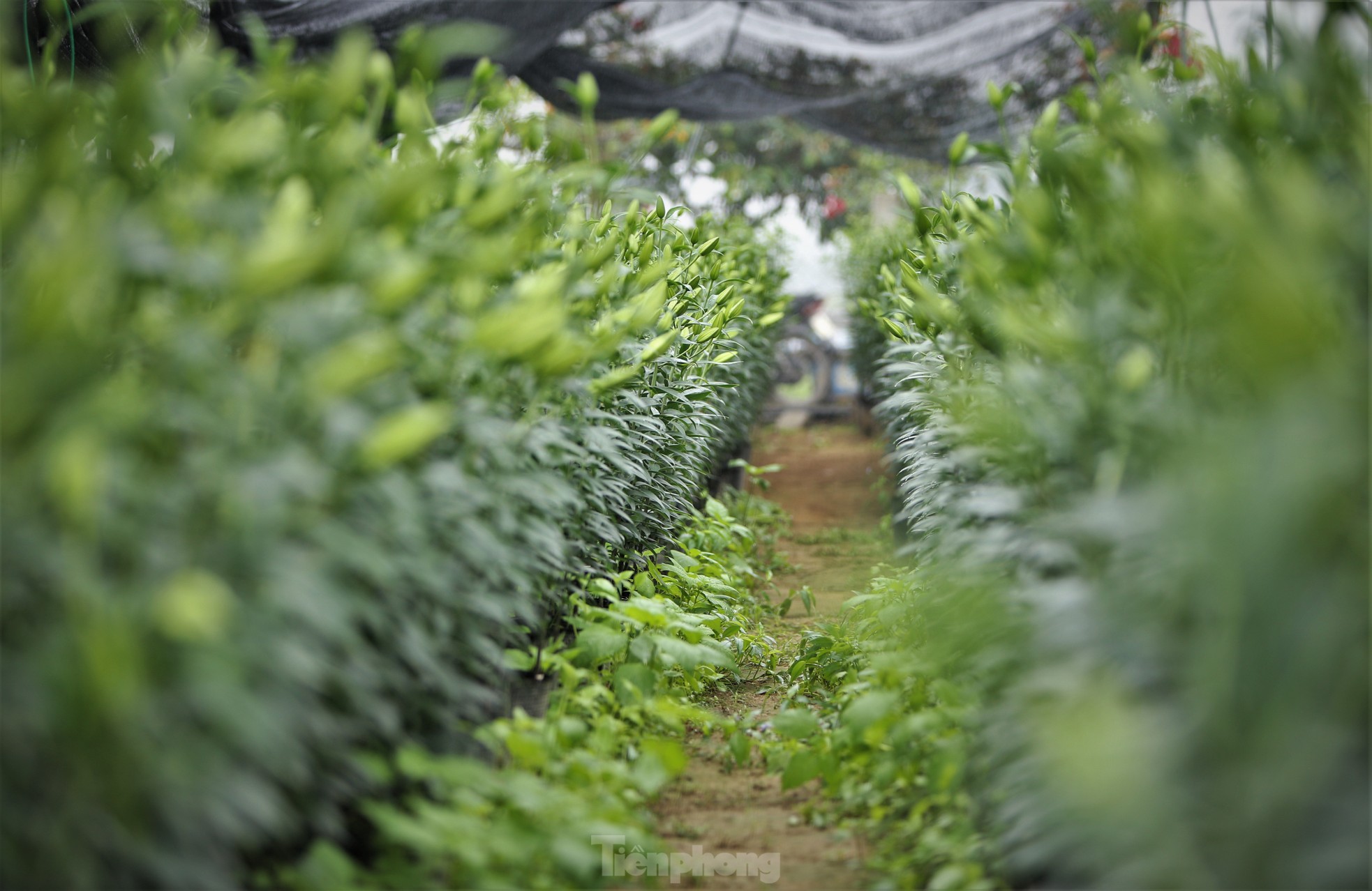 Khu vườn hoa ly 50.000 cây giá tiền tỷ của chàng trai Hà Tĩnh - Ảnh 2