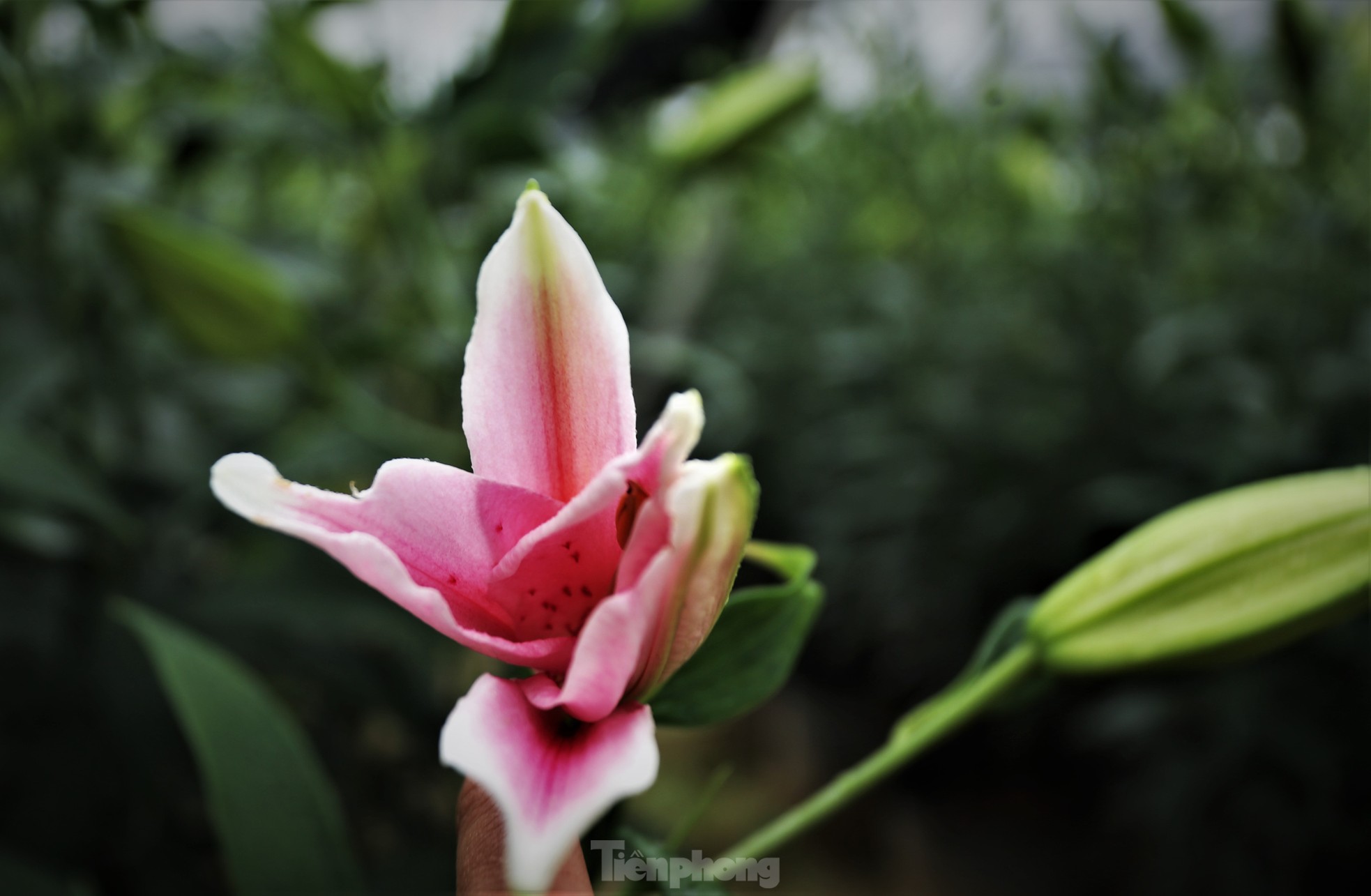 Khu vườn hoa ly 50.000 cây giá tiền tỷ của chàng trai Hà Tĩnh - Ảnh 4